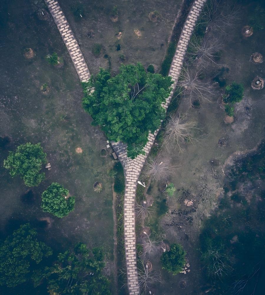 摄影作品：树-拉链