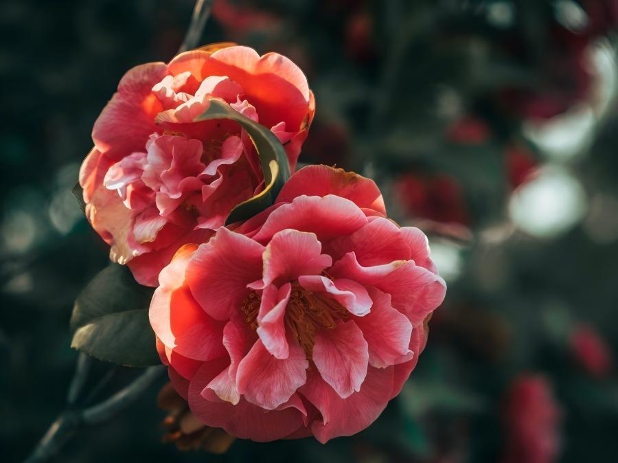 摄影作品：殷红