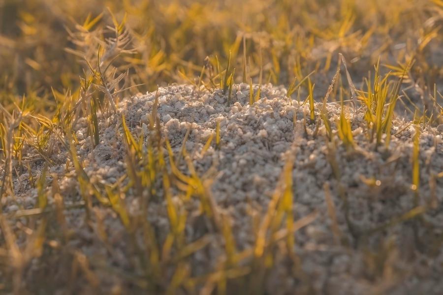 摄影作品：焦黄