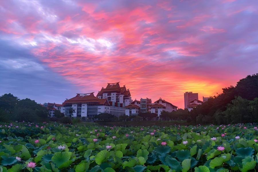 摄影作品：红日映荷塘